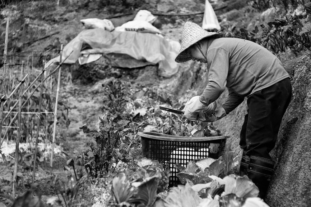 Cabbage Farmer