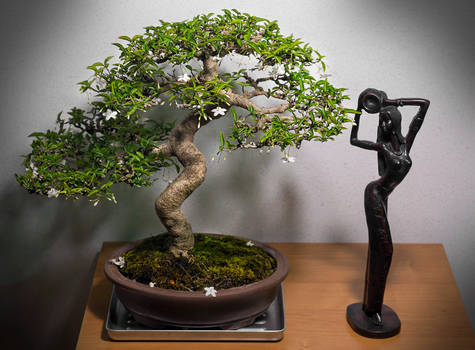 My Wrightia Religiosa Bonsai