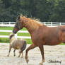 Quarter Horse and Pony-Stock