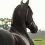 Arabian Horse-Stock