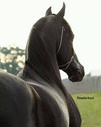 Arabian Horse-Stock