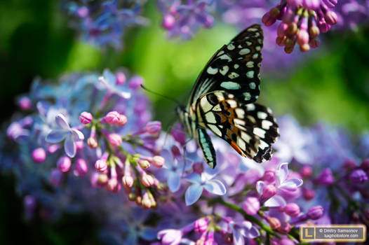 Buttefly on Lilac