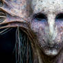 Rotting