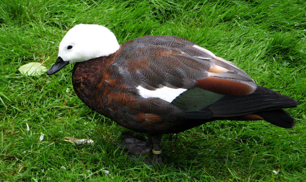 Shell Duck. by jessibob10 on DeviantArt