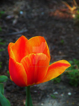 Spring Tulips