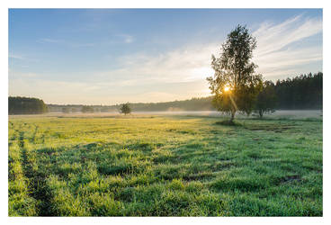 Bialowieza Forest 3