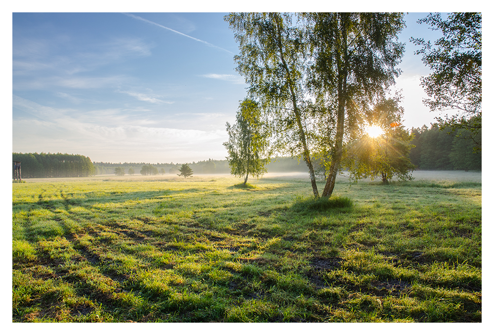 Bialowieza Forest 5