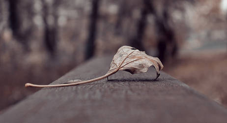 leaf 2