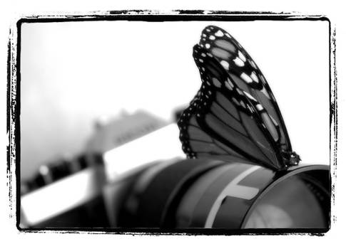 Ricoh Butterfly