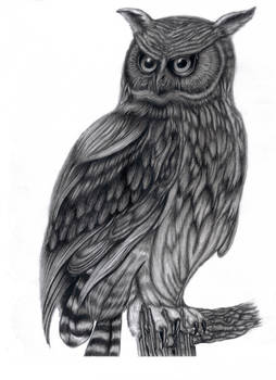 Owl