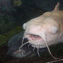 Albino Catfish