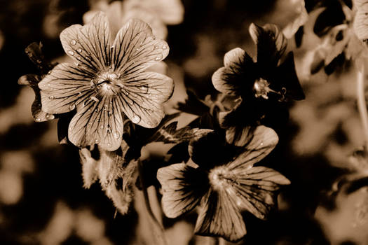 flowers....windows XP