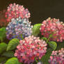 HYDRANGEAS ON THE BLACK