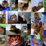 cat-collage