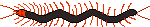 Centipede divider haaha by Linkenna