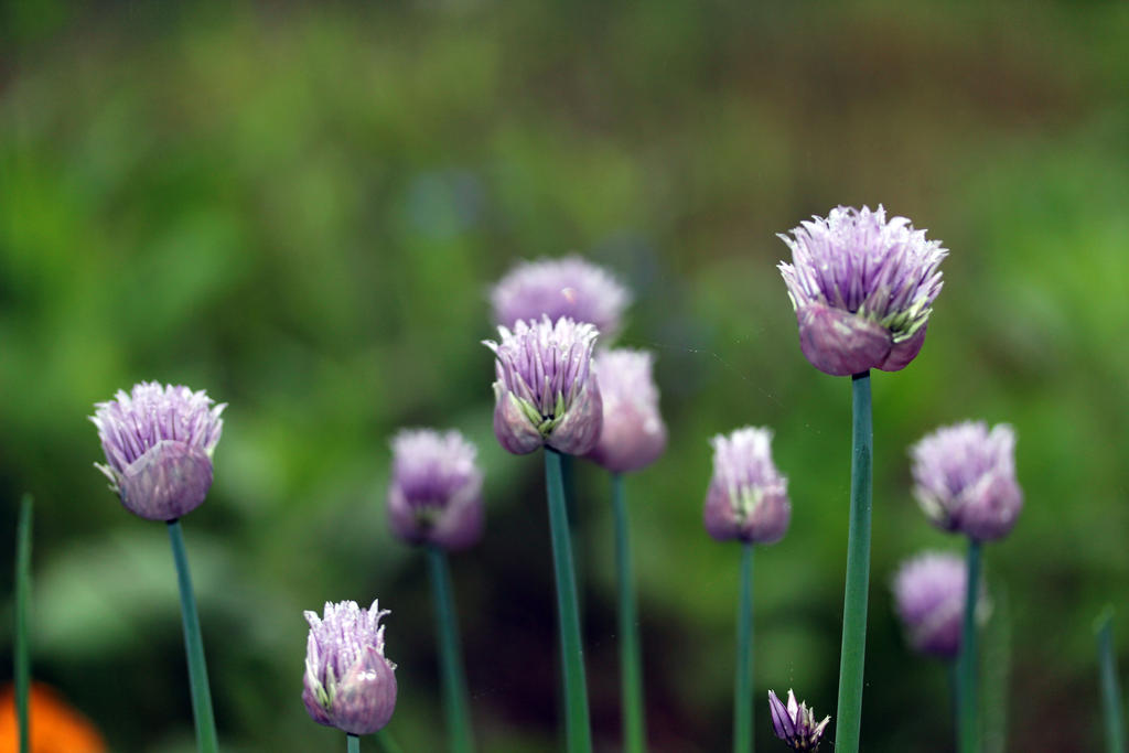 Purple Flowers