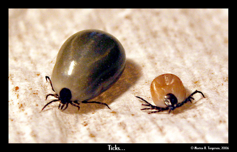 Ticks... by Rullh on DeviantArt