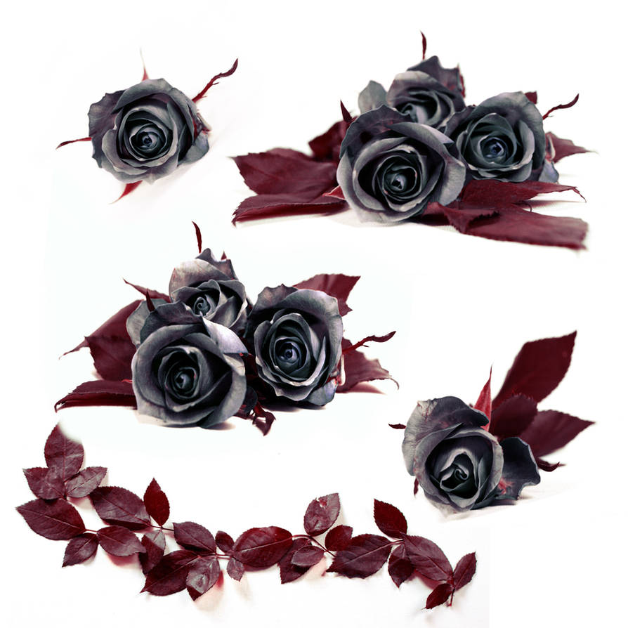 Stock Dark Roses by E-DinaPhotoArt on DeviantArt
