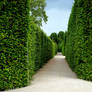 Maze