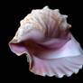 Stock Seashell