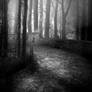 Premade BG Night in the Forest