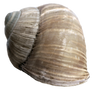 Stock Snail Shell 2 PNG