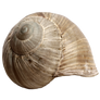 Stock Snail Shell PNG