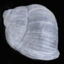 Stock Snail Shell transparent PNG