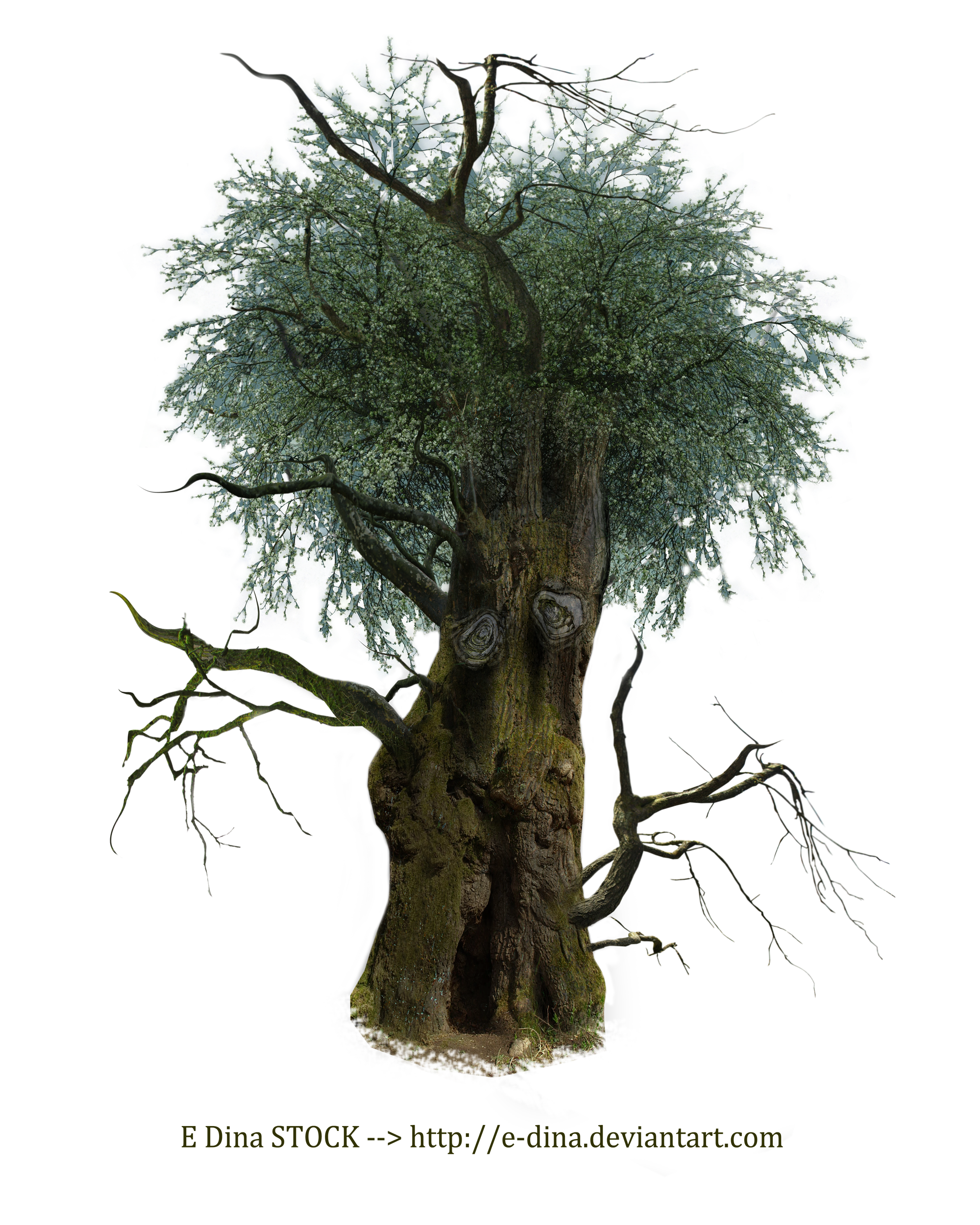 HQ PNG Stock Tree Man