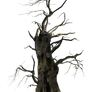 HQ PNG Stock Spooky Tree Mann
