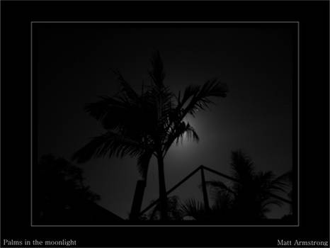 Palms in the moonlight