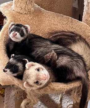 Ferrets