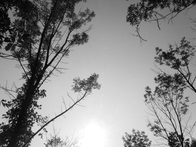 BW trees 3 by hart37564 on DeviantArt