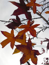 Autumn Leaves 2012