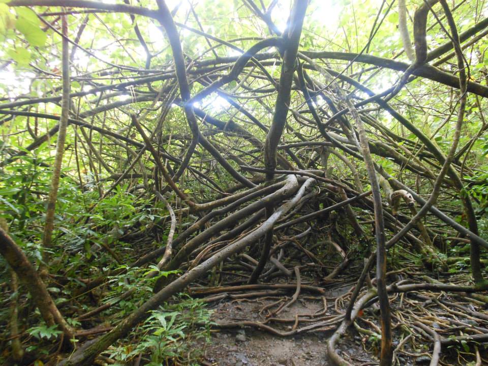 Manoa Falls Trail Branches