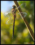 Odonata by Arnold-d
