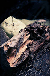 Termite Timber