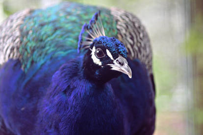 Peacock 001