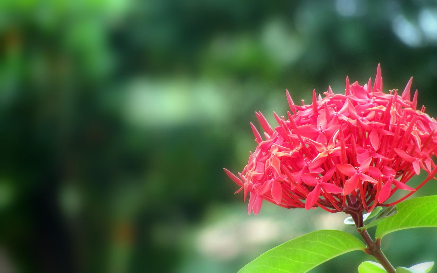 Red Flower Laterally Inverted