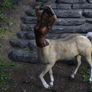 Centaur Female 379