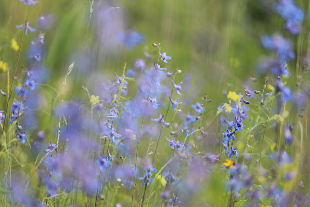 Roadside Beauty