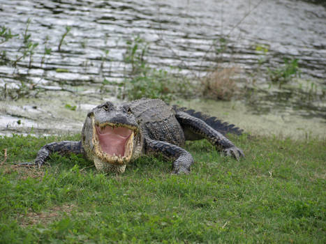 Alligator