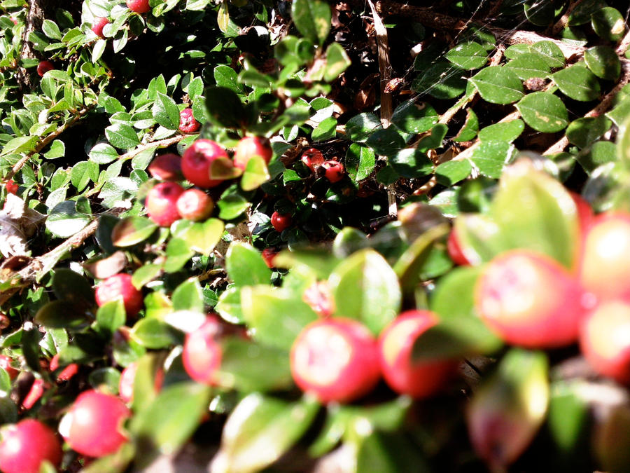 berry by appelsinis on DeviantArt