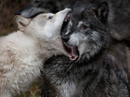 cute wolves :)