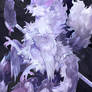 Aster