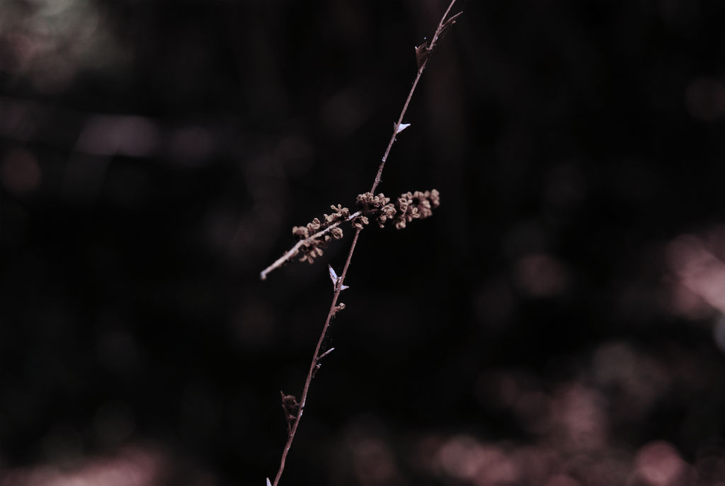 a simple strand by Vacantia on DeviantArt