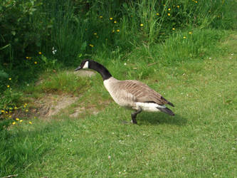 Running Goose