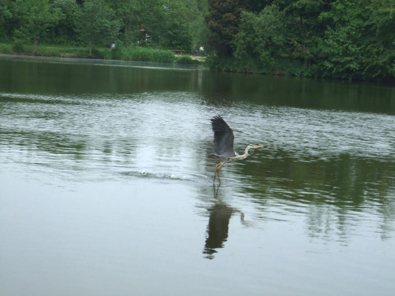 Heron Fishing