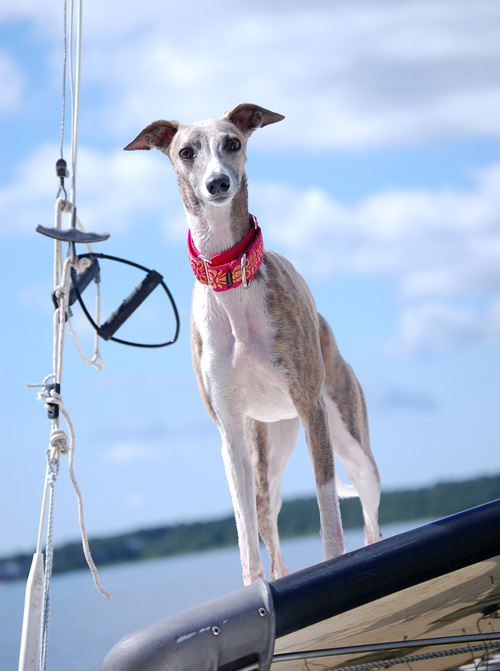 Dobe at Lacanau Lake