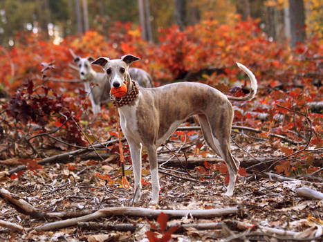 Our whippets - Autumn 2010